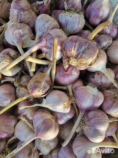 Чеснок дачный