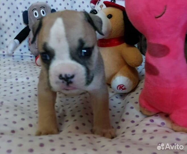 Американский булли