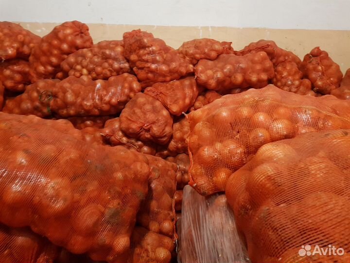 Лук репчатый оптом