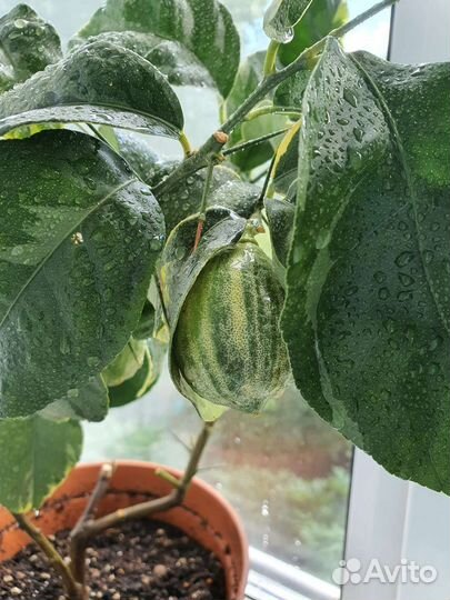 Цитрусы для дома