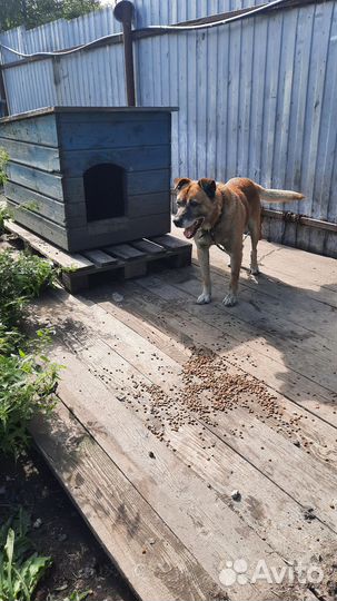 Крутой Тайсон