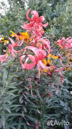 Лилии луковицы разные