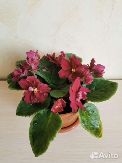 Детки и стартеры сотовых фиалок