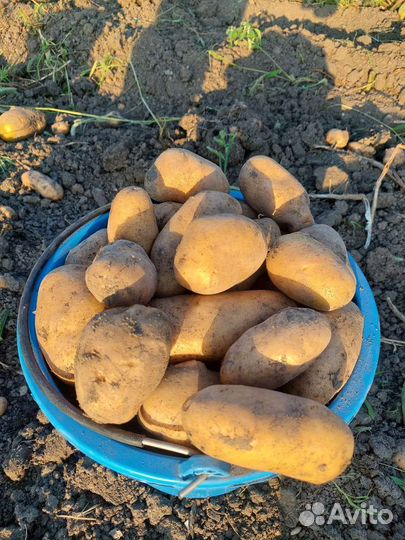 Картошка домашняя без химии, тыква «хаджи къаб»