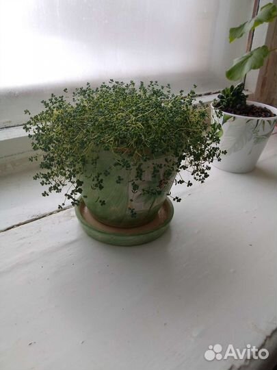 Суккуленты