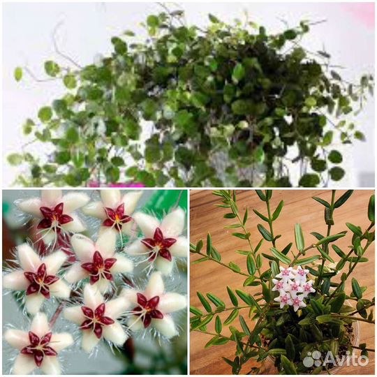 Хойи, мюленбекия