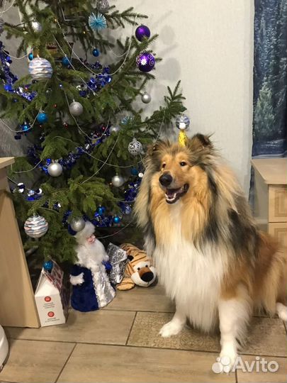 Вязка длинношерстных колли