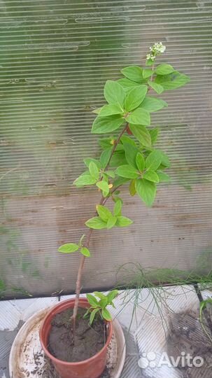 Гортензия метельчатая, дерен