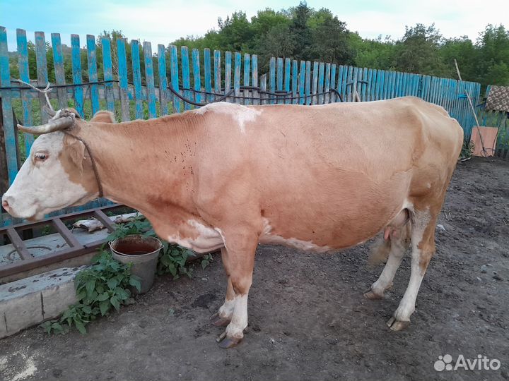 Коровы дойная и телка