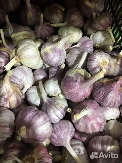 Чеснок озимый Агат