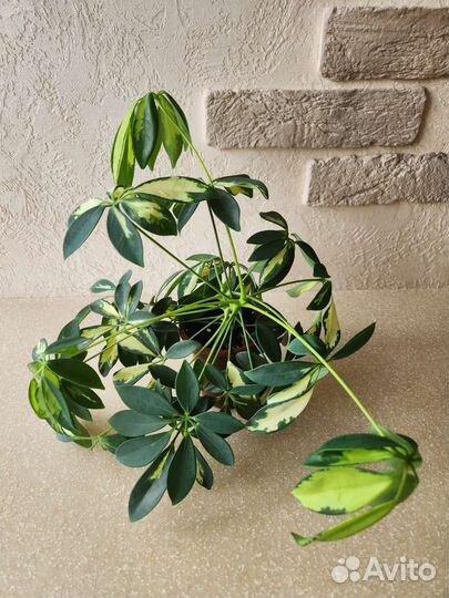 Шефлера вариегатнаная (пестролистная) Нора