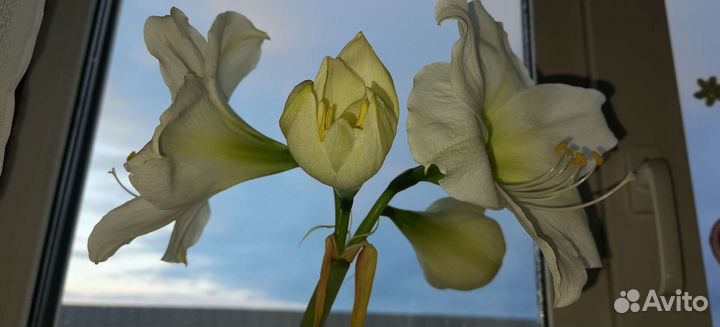 Гиппиаструм