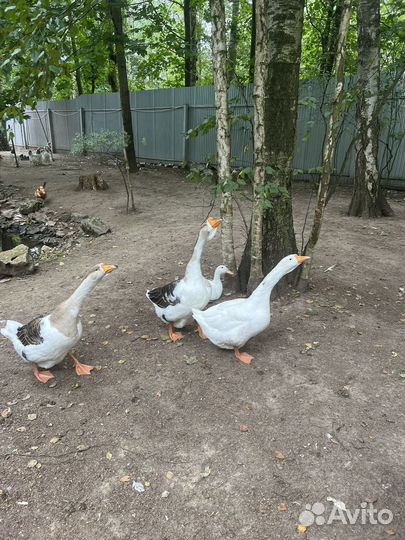 Семья уток, Гусей. Утята гусята цыплята