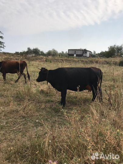 Коровы стельные