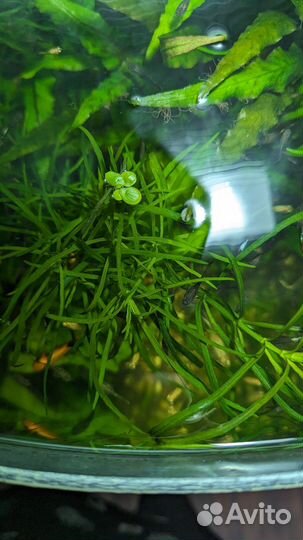 Аквариумные растения
