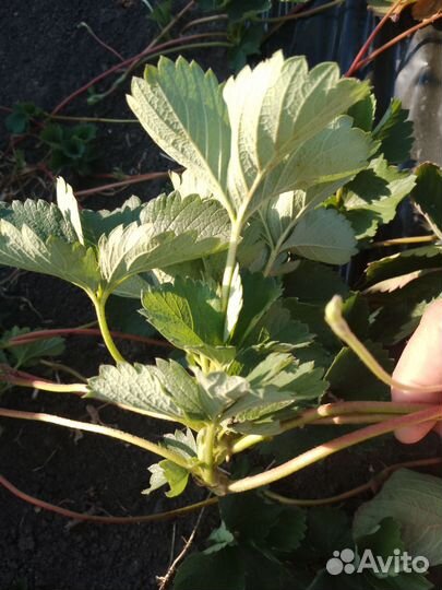 Рассада клубники Мурано. Усы, кассета