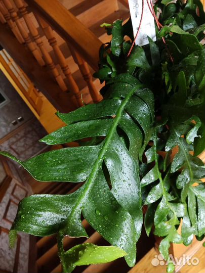 Эпифиллум марниера