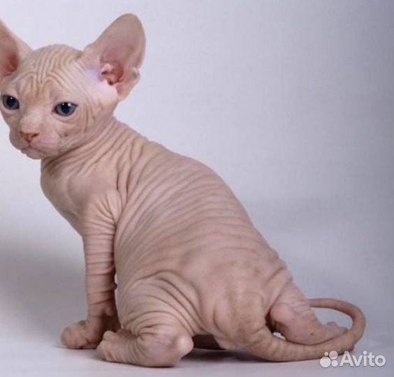 Канадский сфинкс