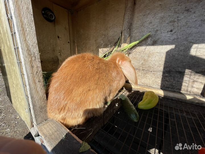 Кролик вислоухий