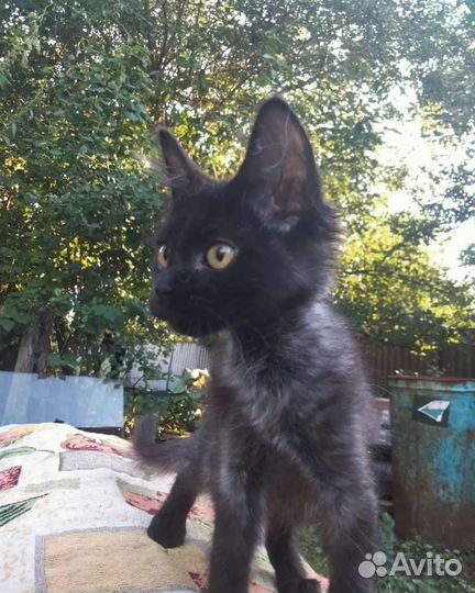 Котенок в добрые ручки