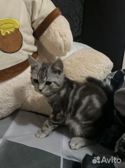 Шотланский котик