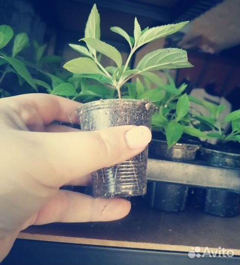 Гортензия метельчатая микс