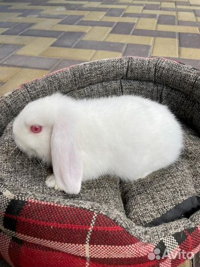Декоративные кролики вислоухие