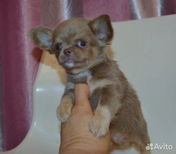 Чихуахуа лиловые кукольные щенки