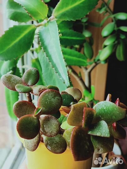 Каланхоэ толстянка каллизия