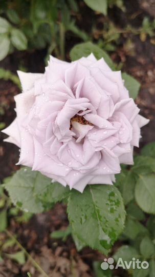 Роза ч/г японской селекции