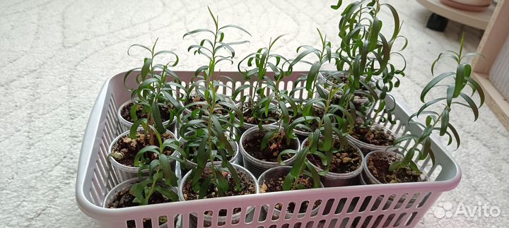 Каллистемон (сеянцы)