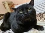 Черный котик Кашалотик ищет любящих хозяев