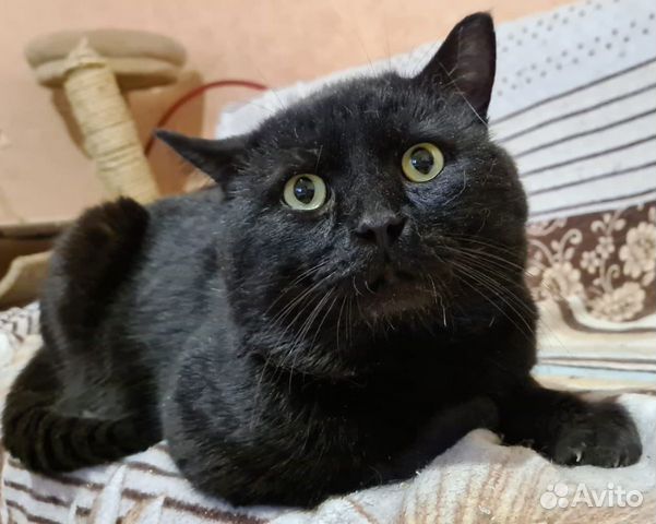 Черный котик Кашалотик ищет любящих хозяев объявление продам