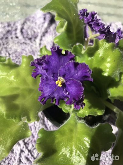 Сортовые фиалки