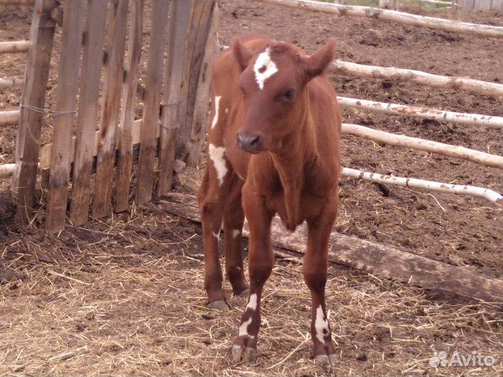 Телка 1, 8 года