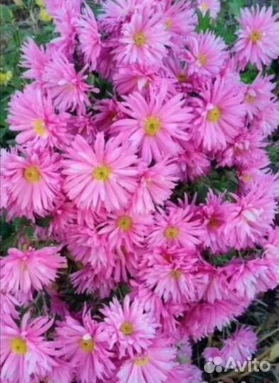 Хризантемы, сентябринки