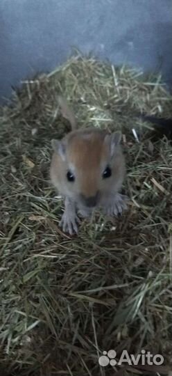 Монгольская песчанка и африканские