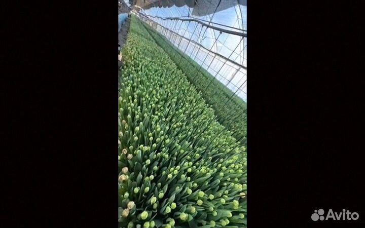 Тюльпаны оптом