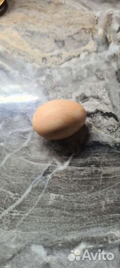 Джерсийский гигант куры,петухи,цыплята,яйца