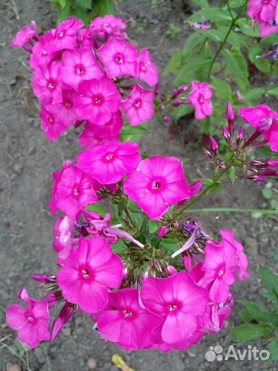 Флоксы многолетние трехлетка 3-4 ветки