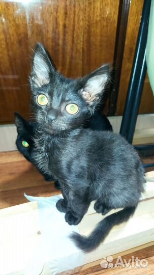 Отдам в добрые руки котенка