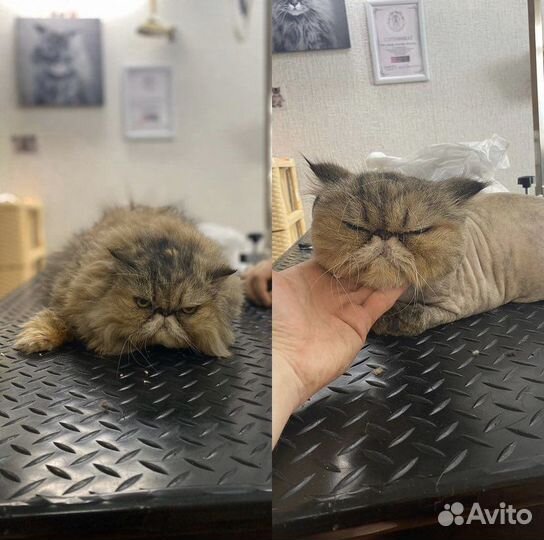 Стрижка кошек (у меня и с выездом к вам )