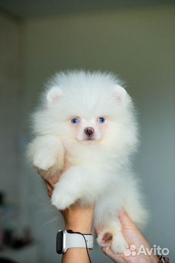 Эксклюзивный померанец с голубыми глазами