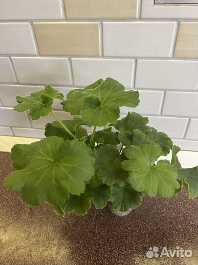 Пеларгония герань сортовая