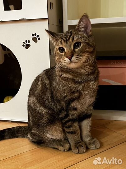 Котенок в добрые руки бесплатно мальчик