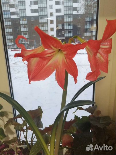 Колеус, амариллис