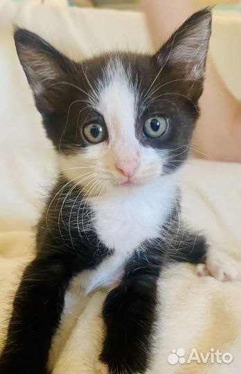 Красивые котята ищут дом