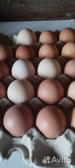 Продается мед,выкачан июнь 2024 и яйцо домашнее