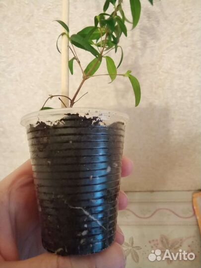 Мята домашняя, миртовое дерево