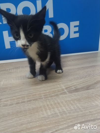 Брошенный котик